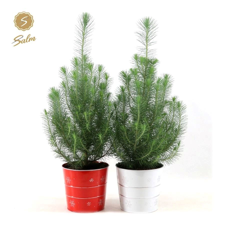 Picture of Pinus pinea 'Silver Crest' P17 in Zinc X-mas Duo