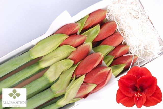 Hippeastrum Ferrari 4bl