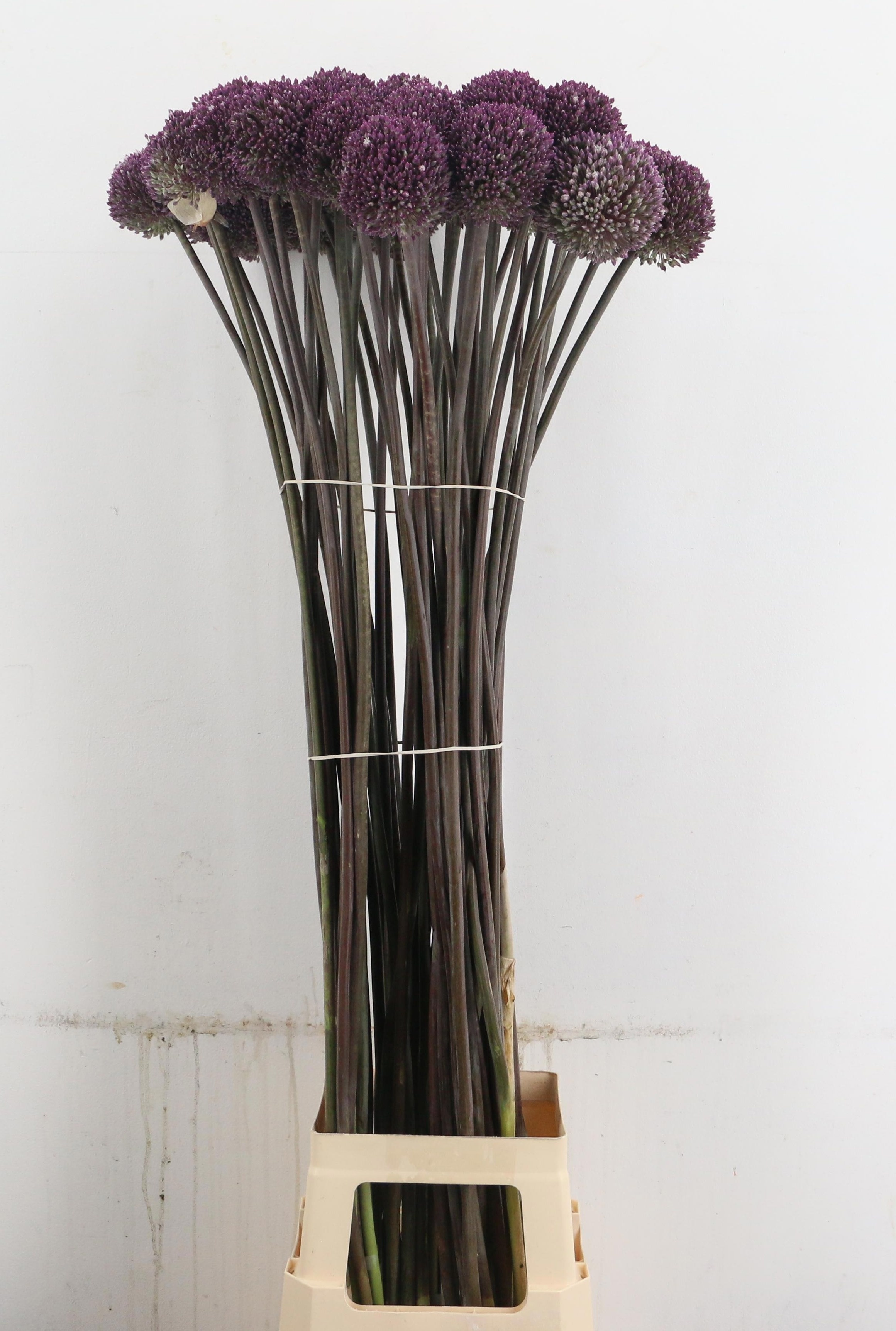 Allium Summer Drumme