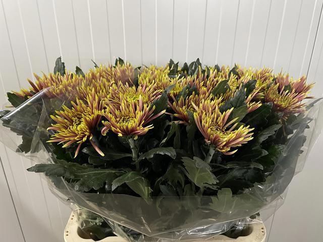 Chr G Tula Autumn 70cm 80gram