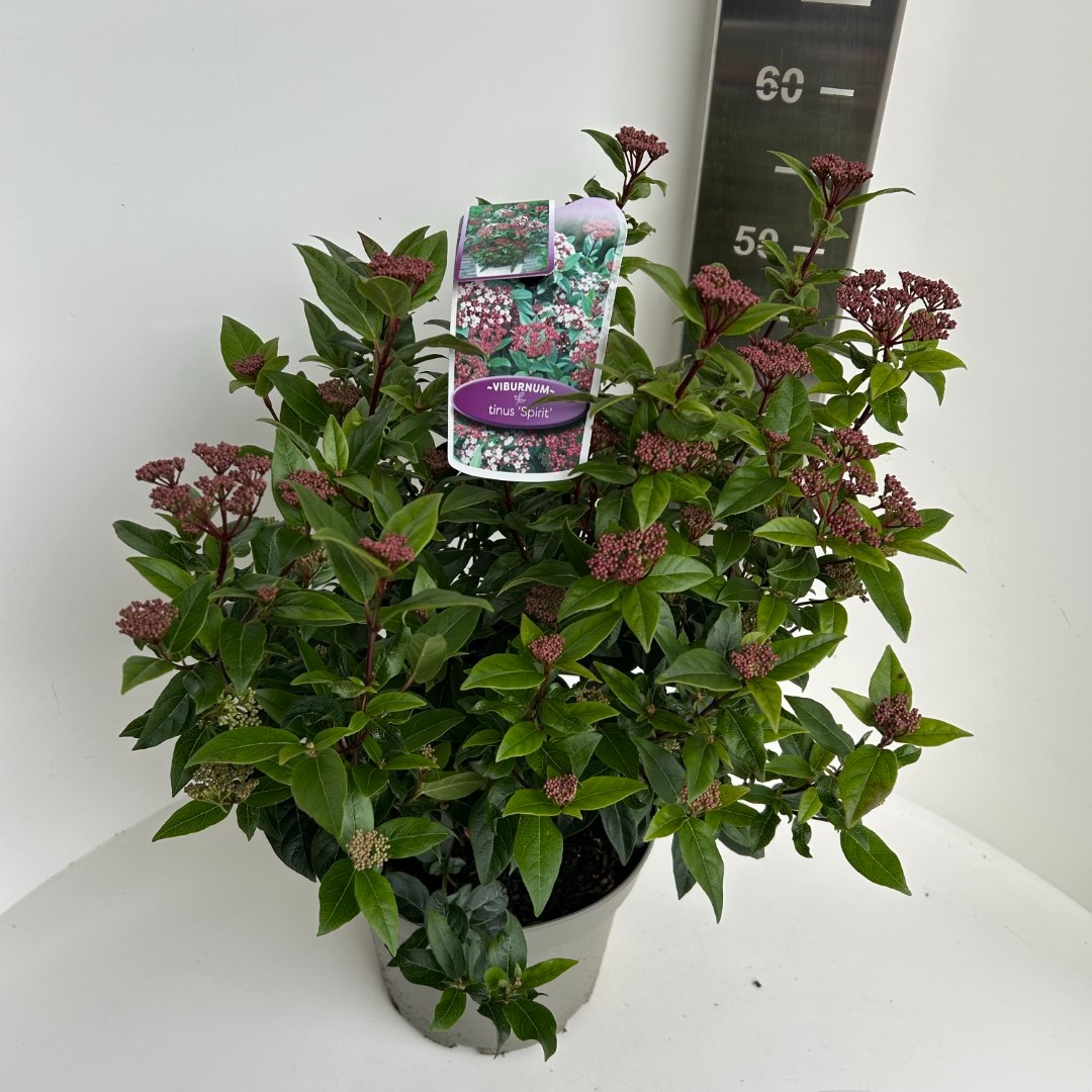 Picture of Viburnum tinus Spirit P23 (5 Ltr) (LOOSE)