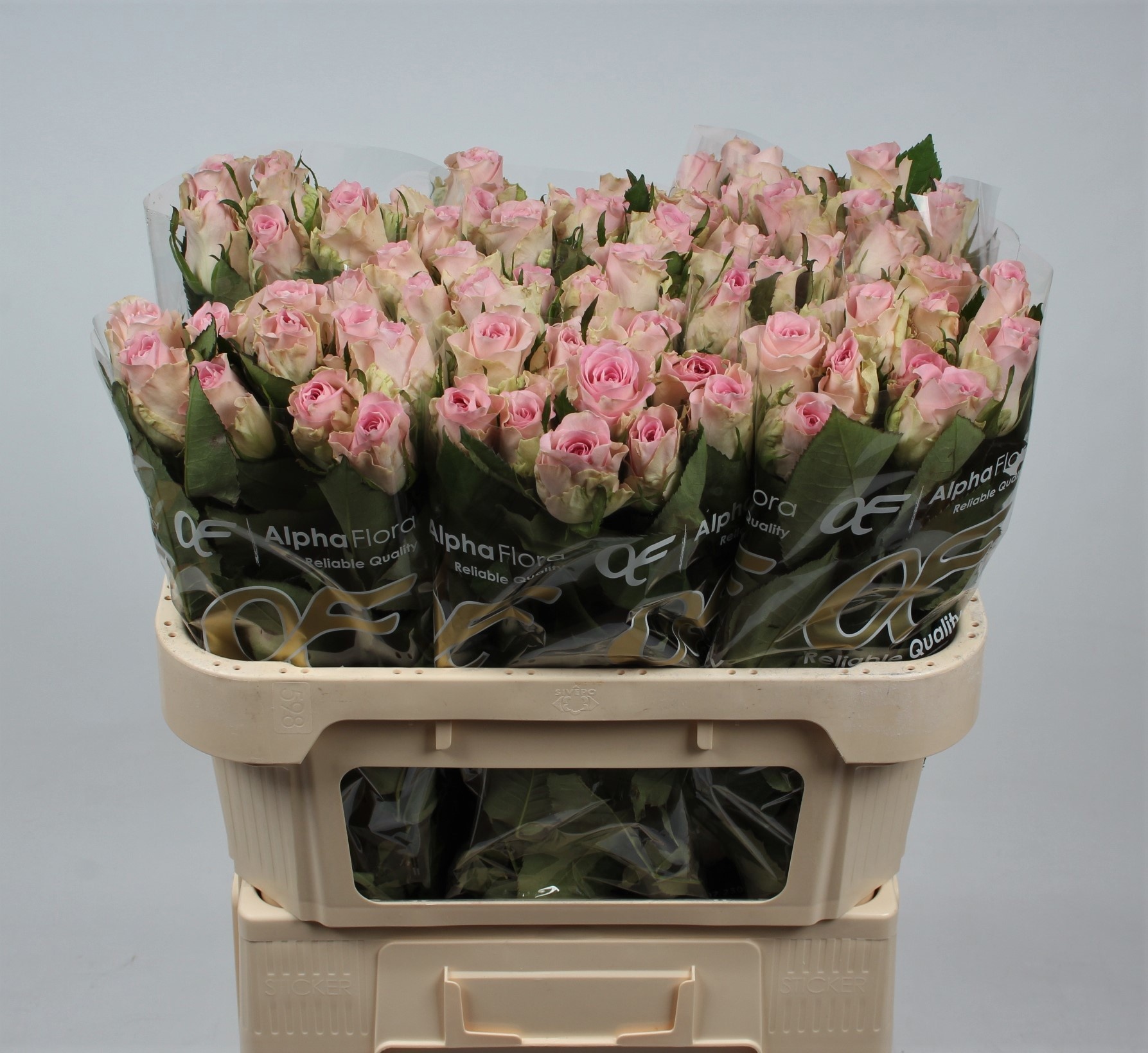 Rosa Bisou 70cm
