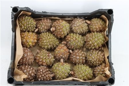 Stick Pine Cone Wax