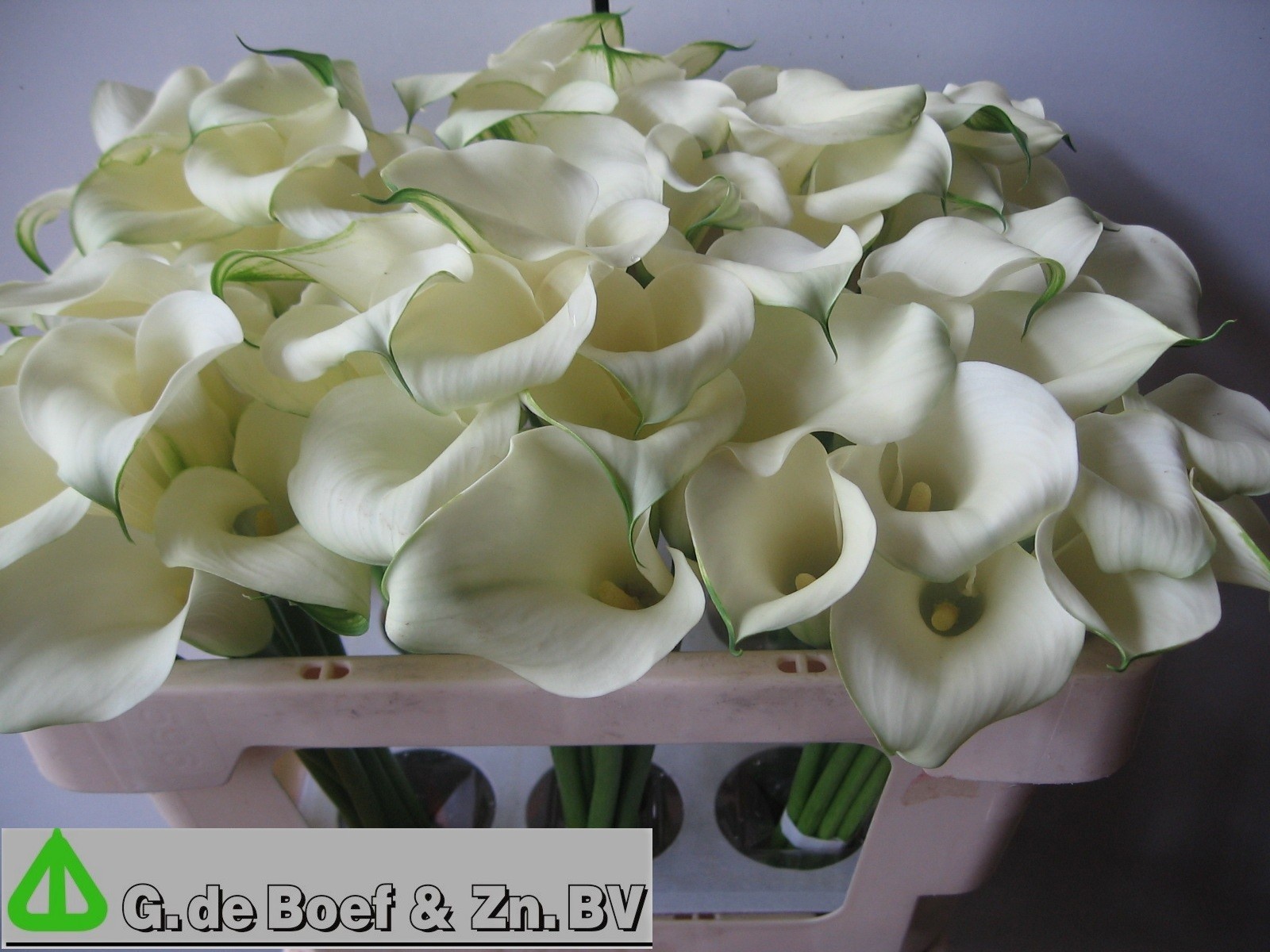 Calla White Flirt 50cm