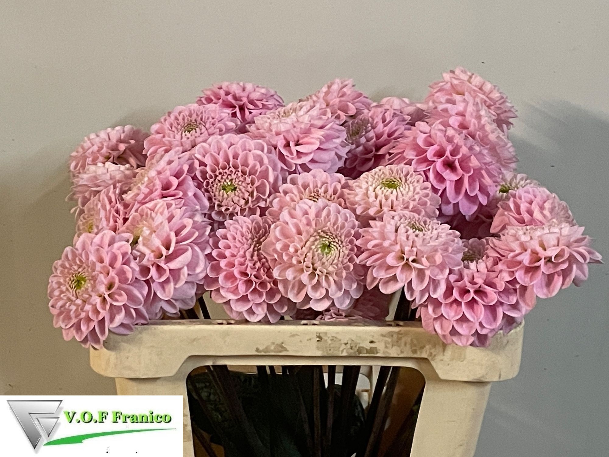 Dahlia Ball Wizz Of Oz 50cm