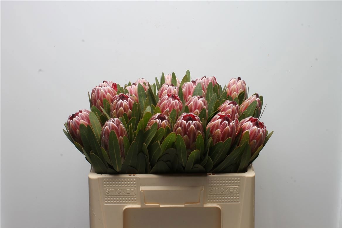 Protea Pink Ice