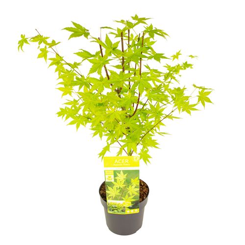 Acer palm. 'Summer Gold' p19 Son