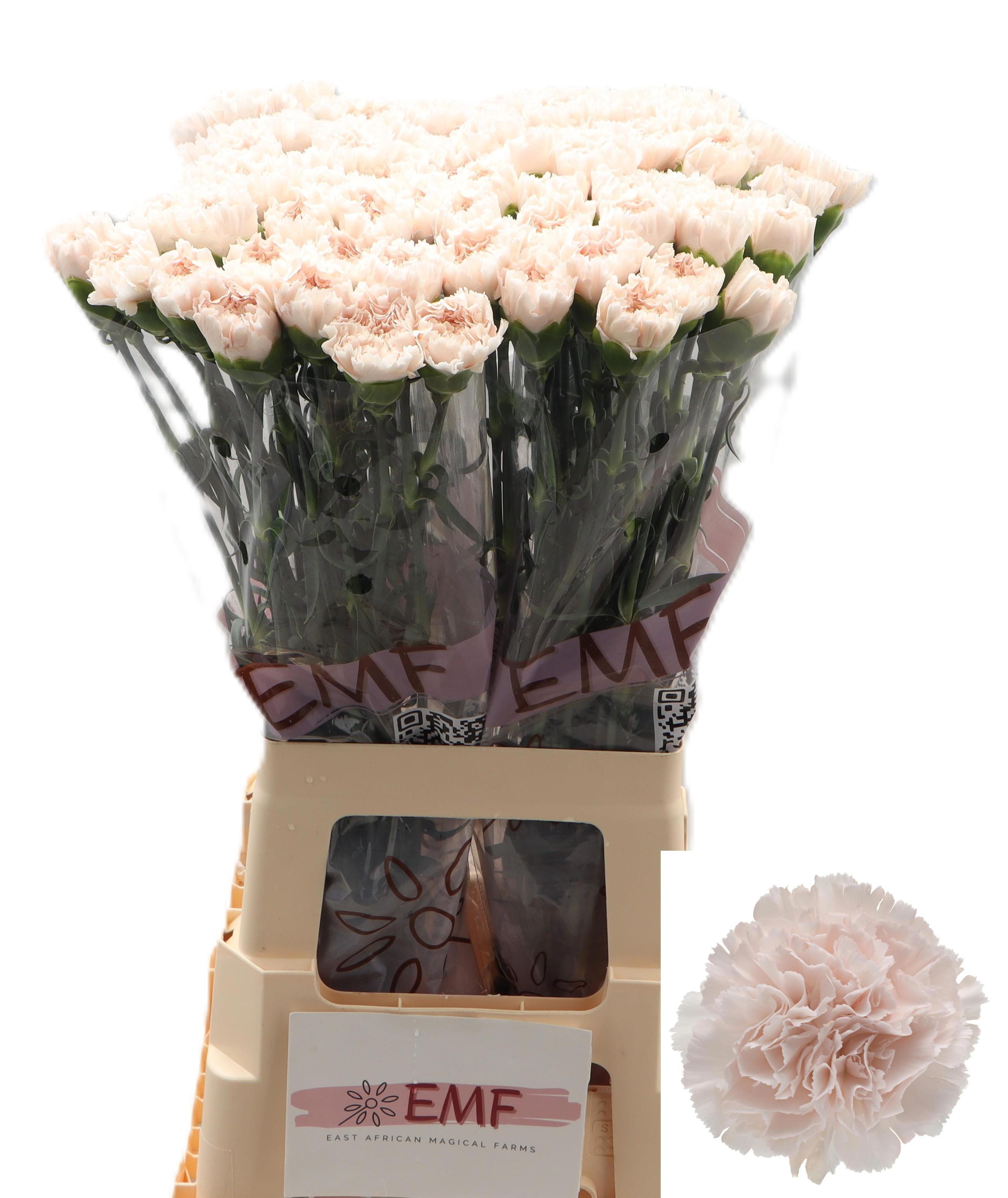 Dianthus St Brut 70cm