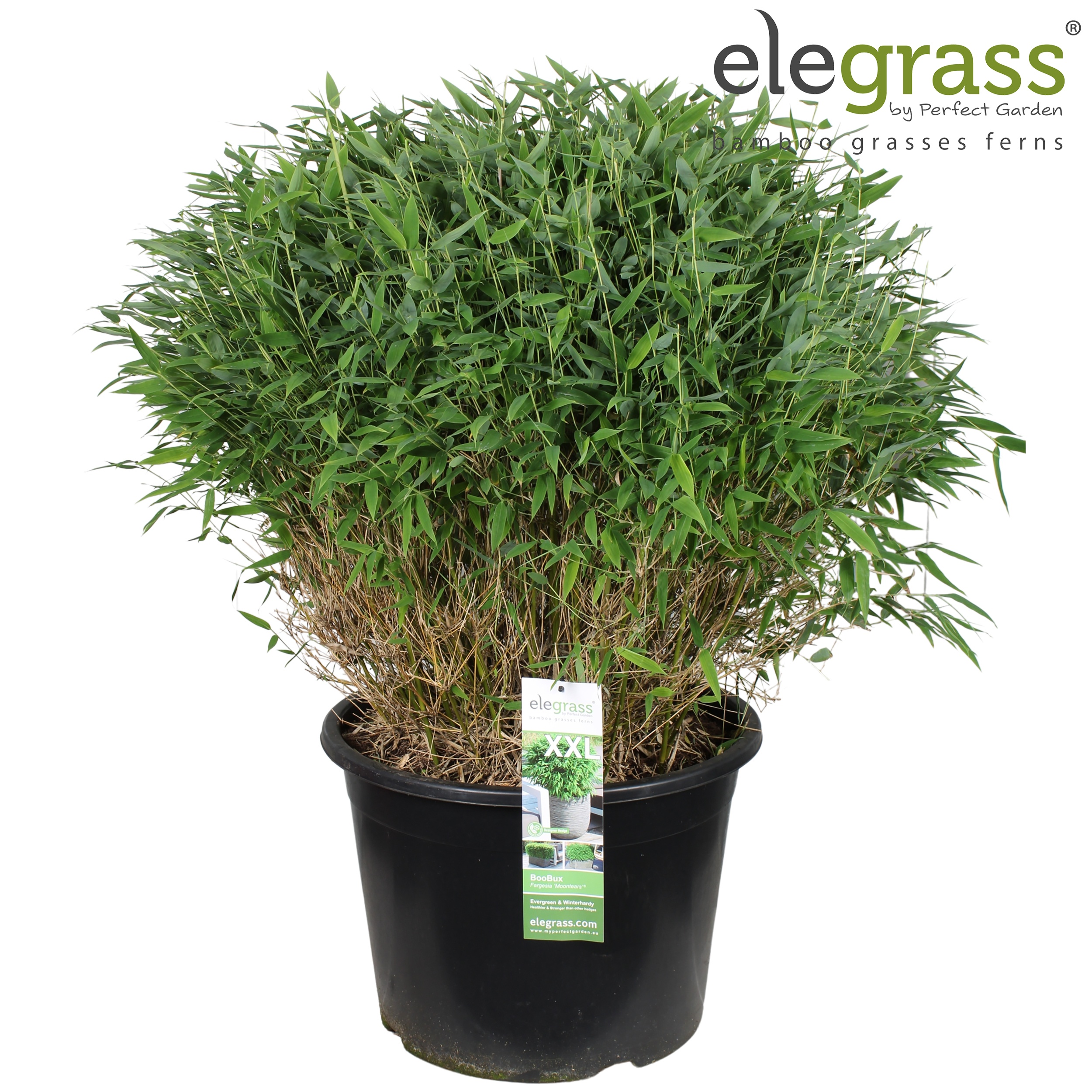 Picture of Fargesia 'Moontears'® Boobux P46