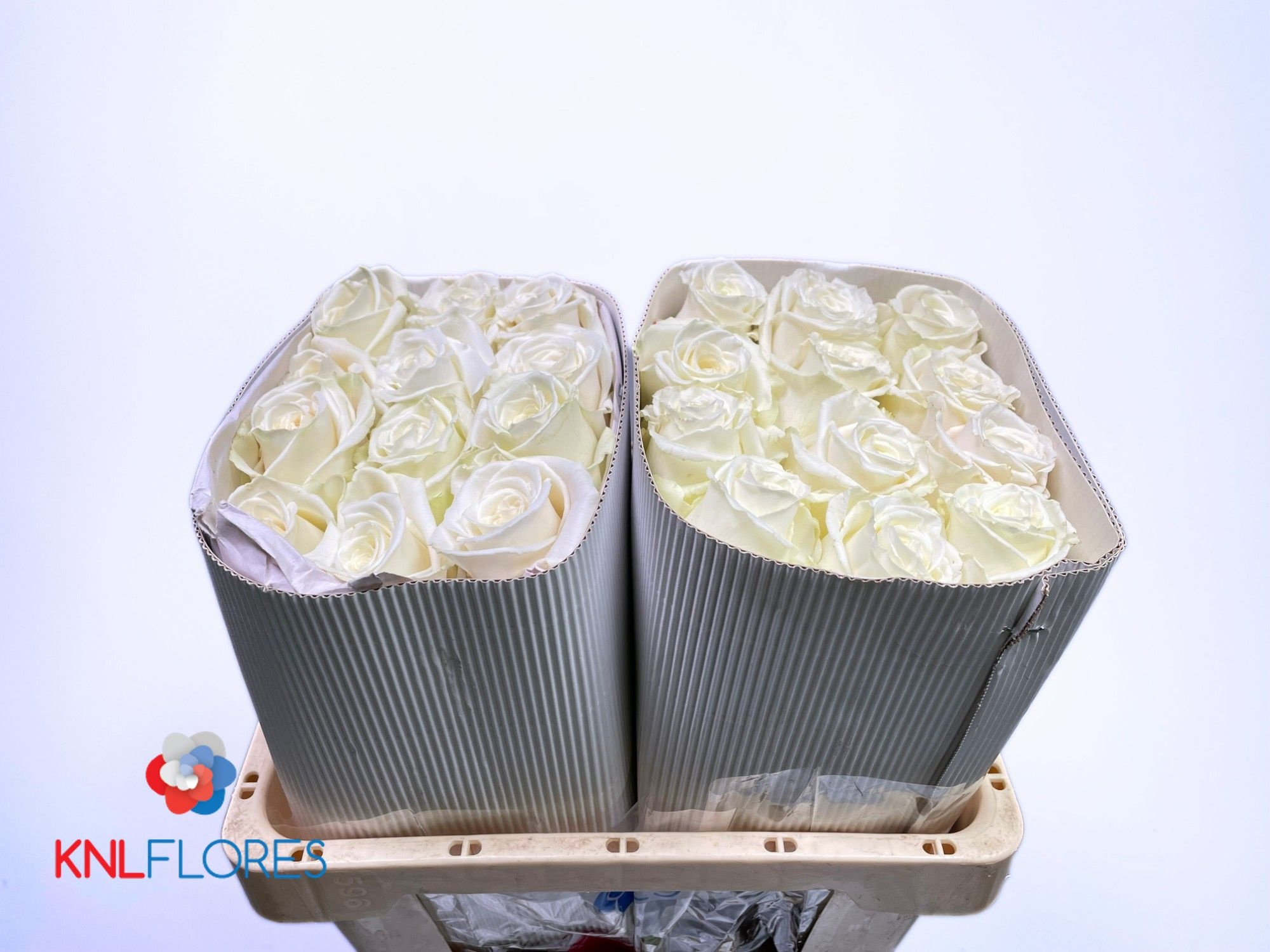 Rosa Playa Blanca 50cm