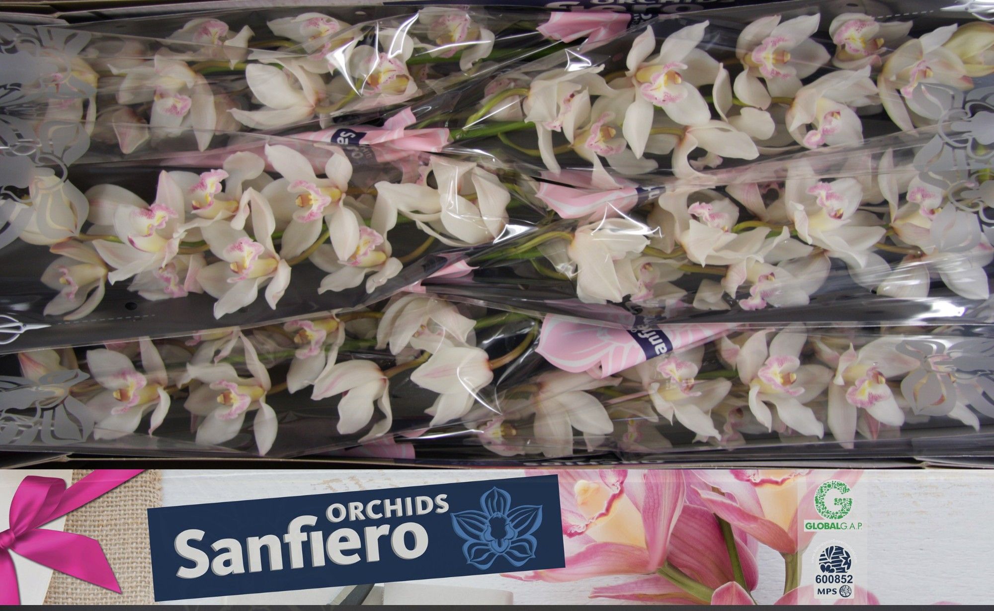 Cymbidium Hms White Sensation 12/15bl