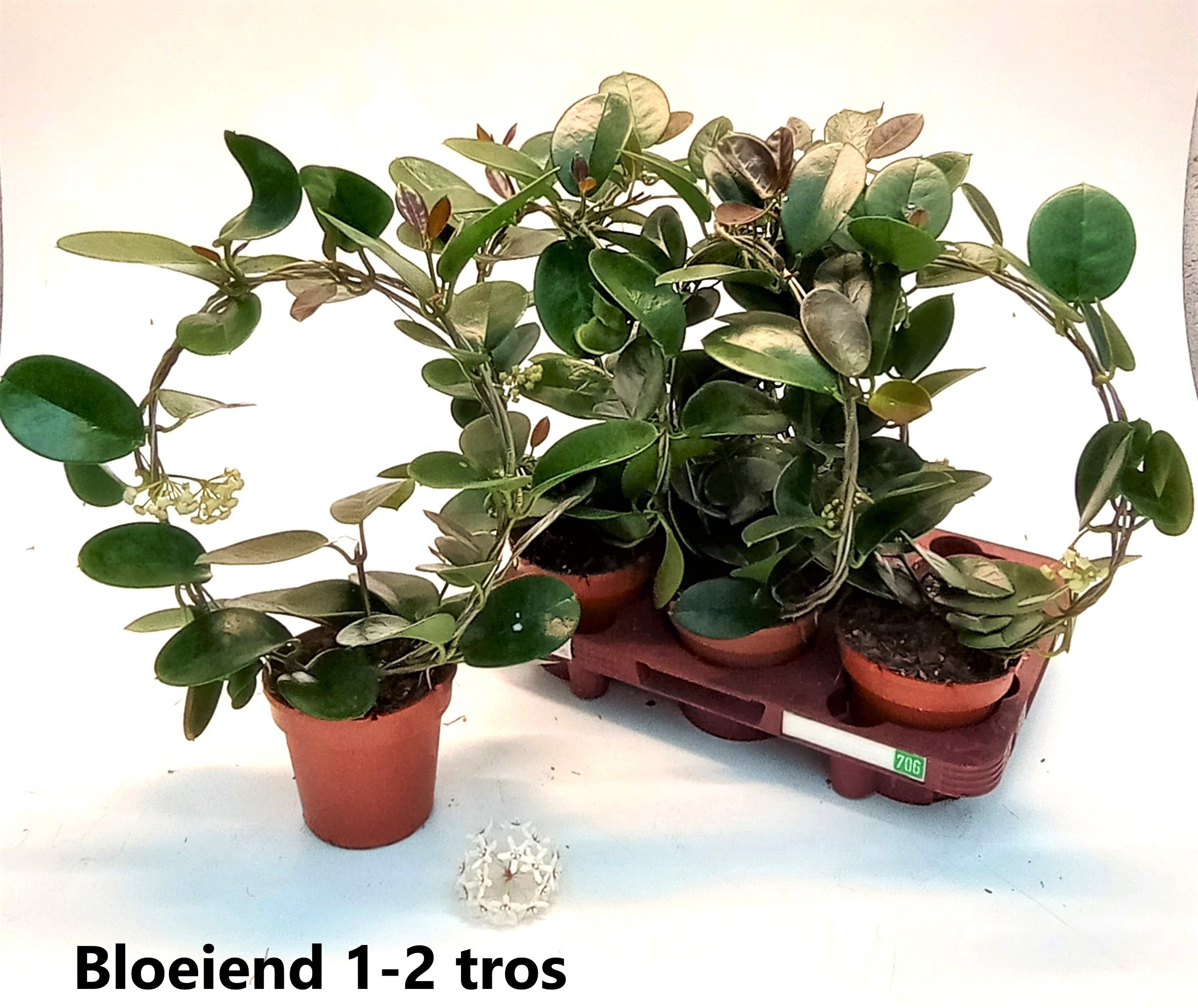 Hoya Australis 12Ø 45cm