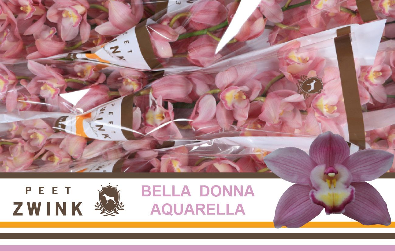 Cymbidium Aquarella 8/11bl