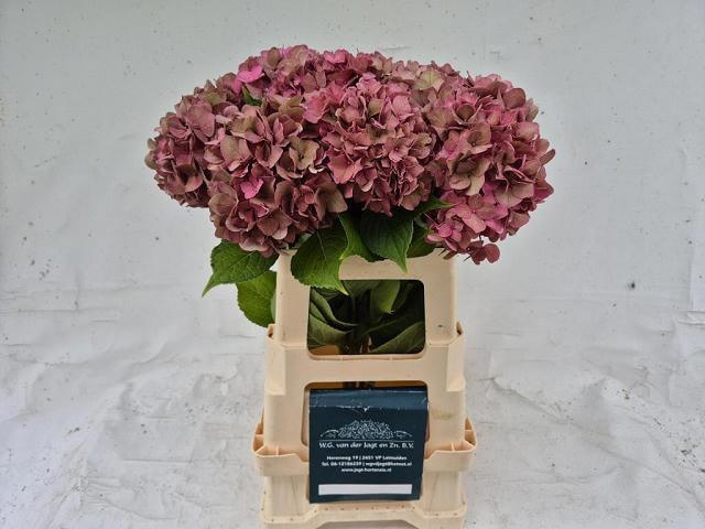 Hydrangea Rodeo Classic Pink 60cm 17Ø