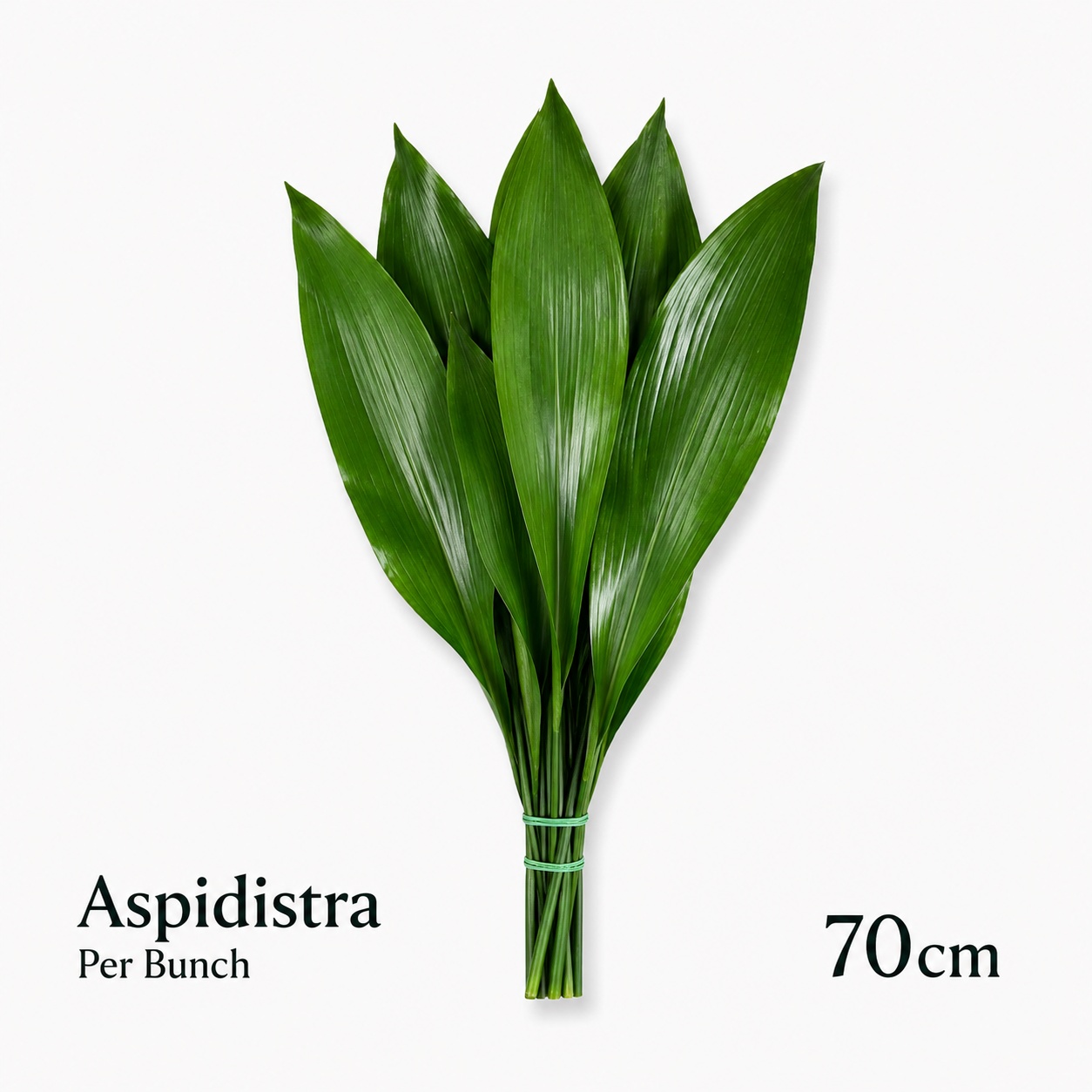 Aspid Elatior Bs
