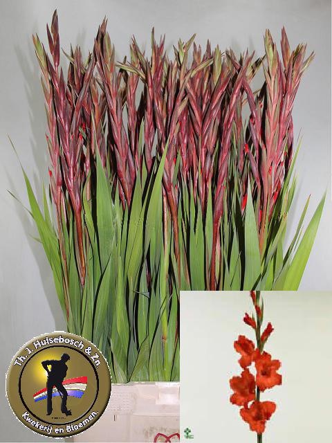 Gladiolus Magma 110cm 200gram