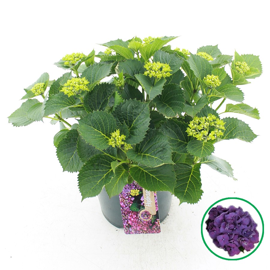 Picture of Hydrangea macrophylla Paars