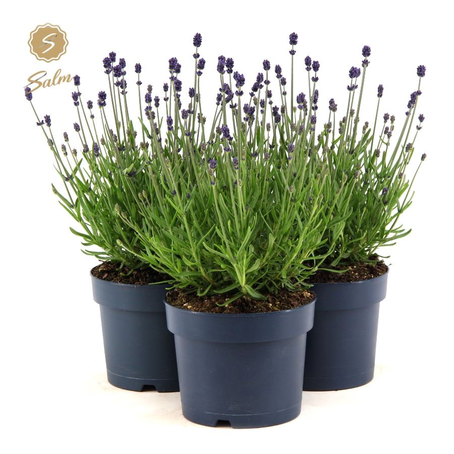 Picture of Lavandula ang. 'Felice'® Collection P15