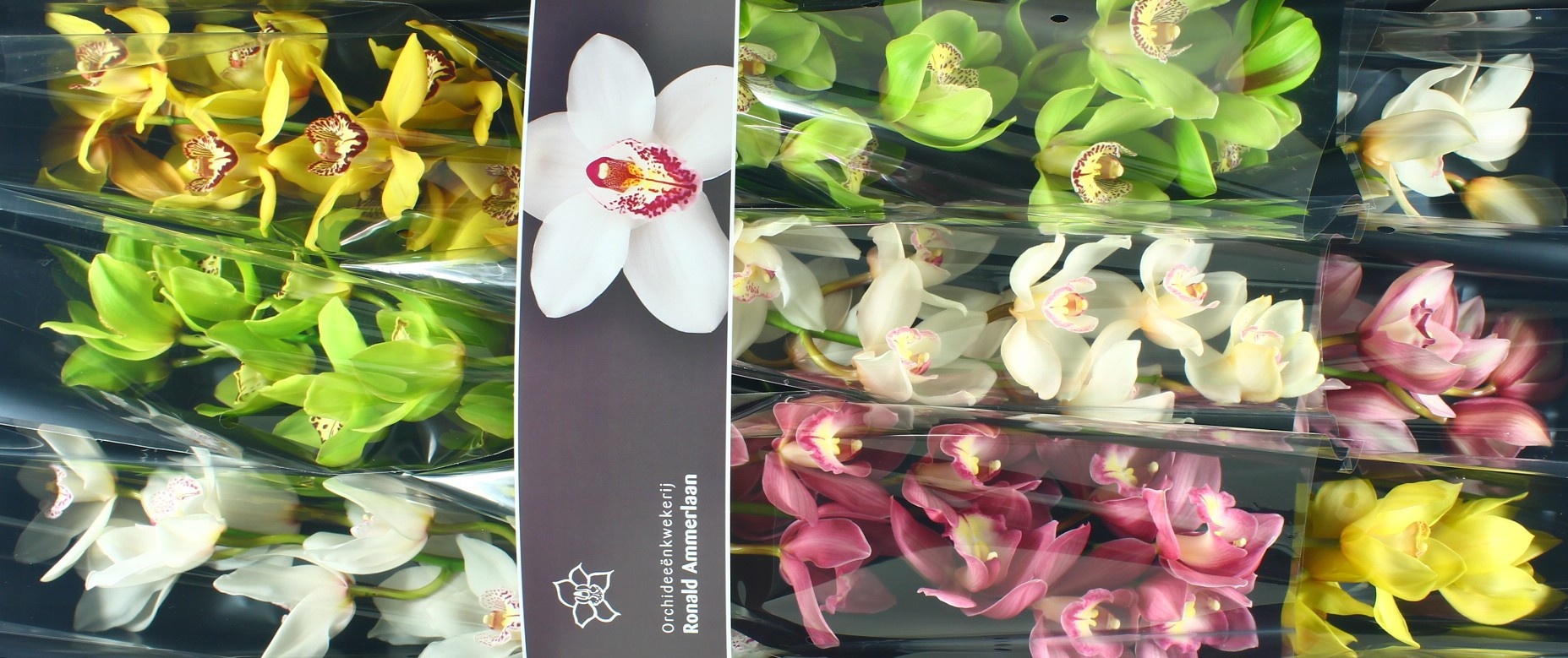 Cymbidium Asst 8bl
