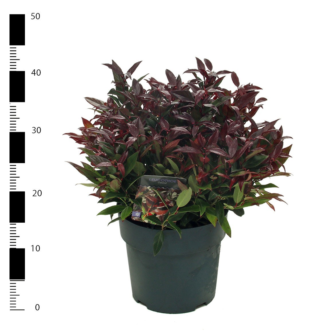 Picture of Leucothoe 'Zeblid'