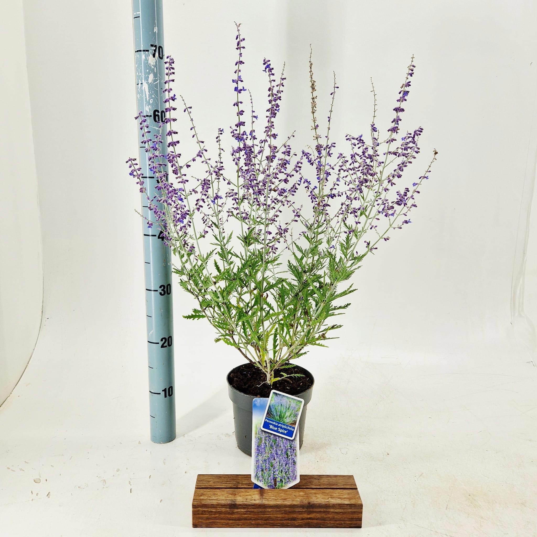 Perovskia atripicifolia 'Blue Spire'