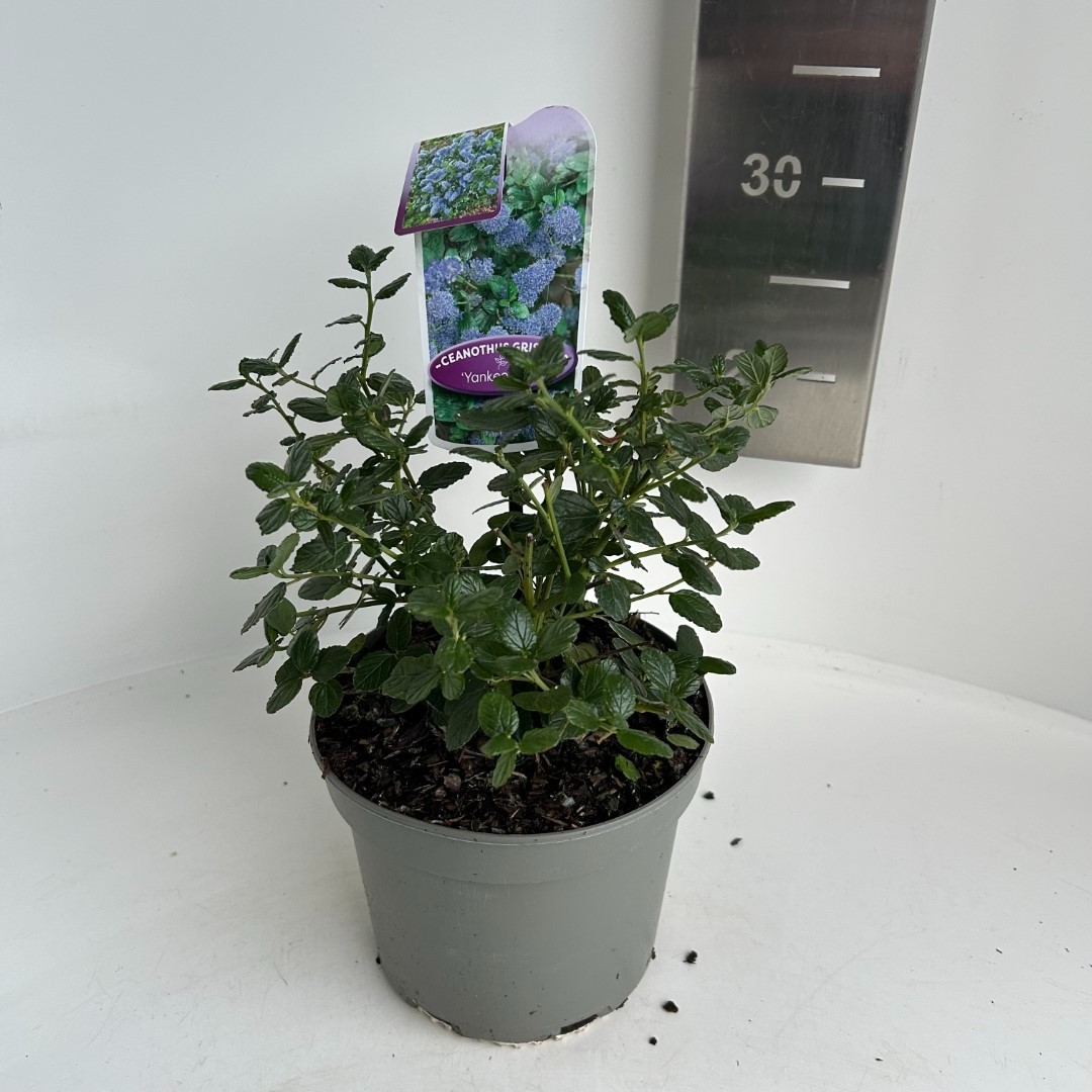 Picture of Ceanothus Yankee Point P17 (2 Ltr) (LOOSE)