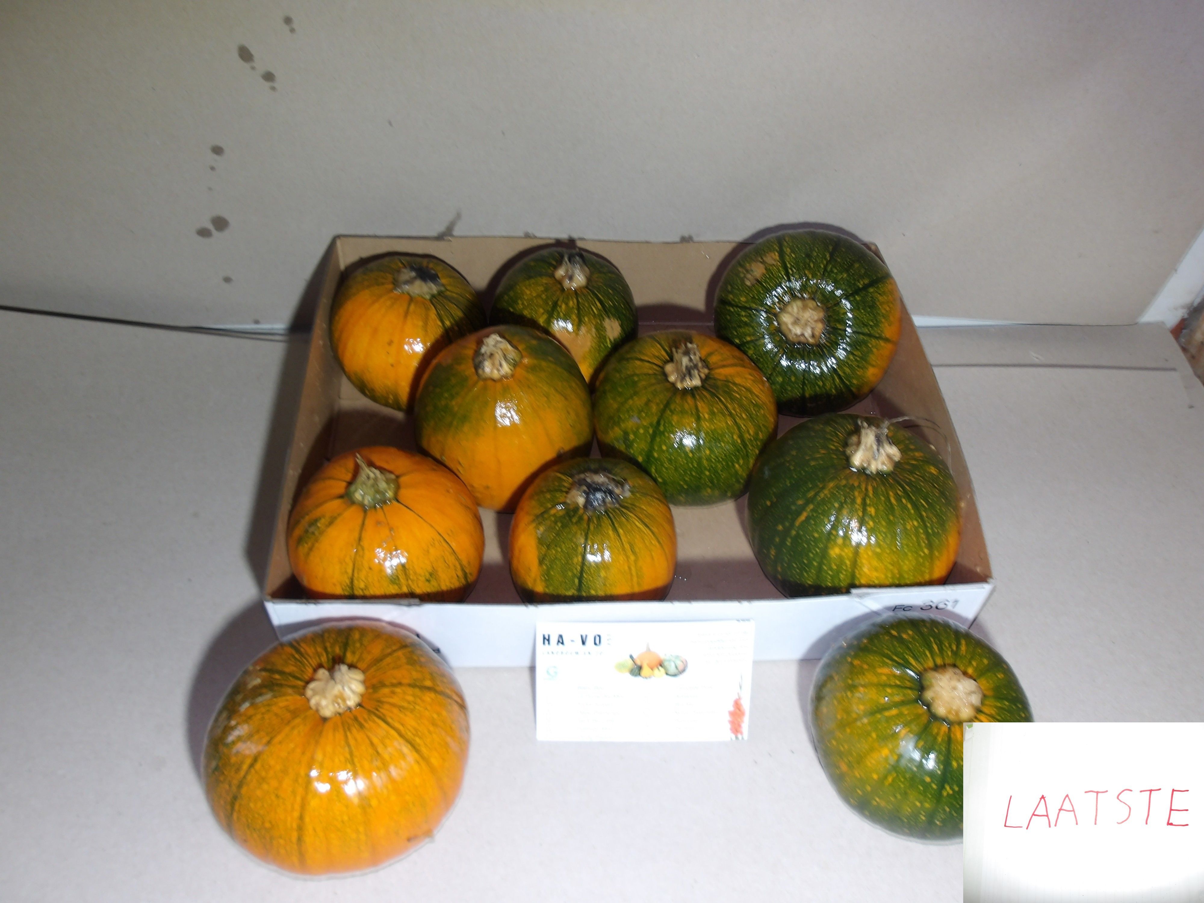 Cuc Maxima Halloween