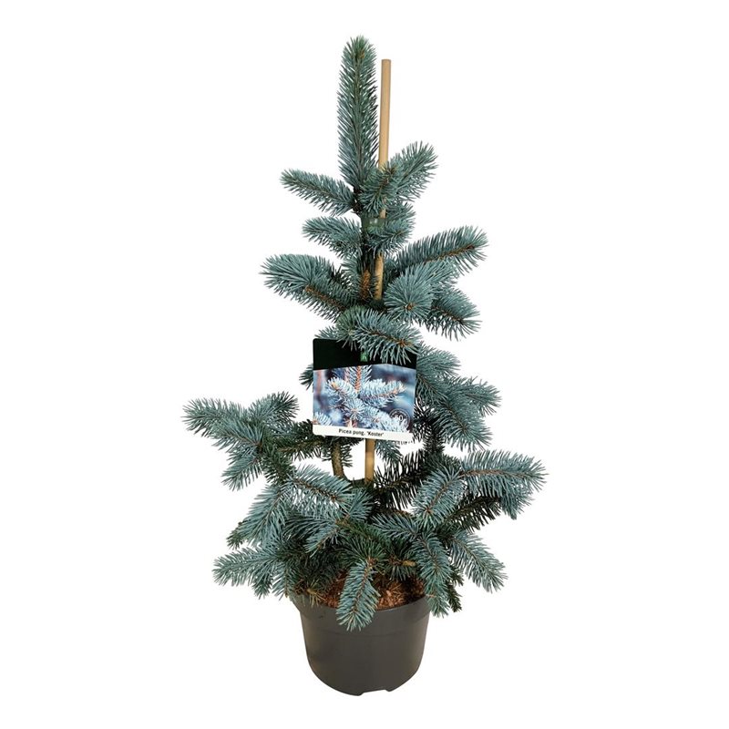 Picture of Picea pung. 'Koster'