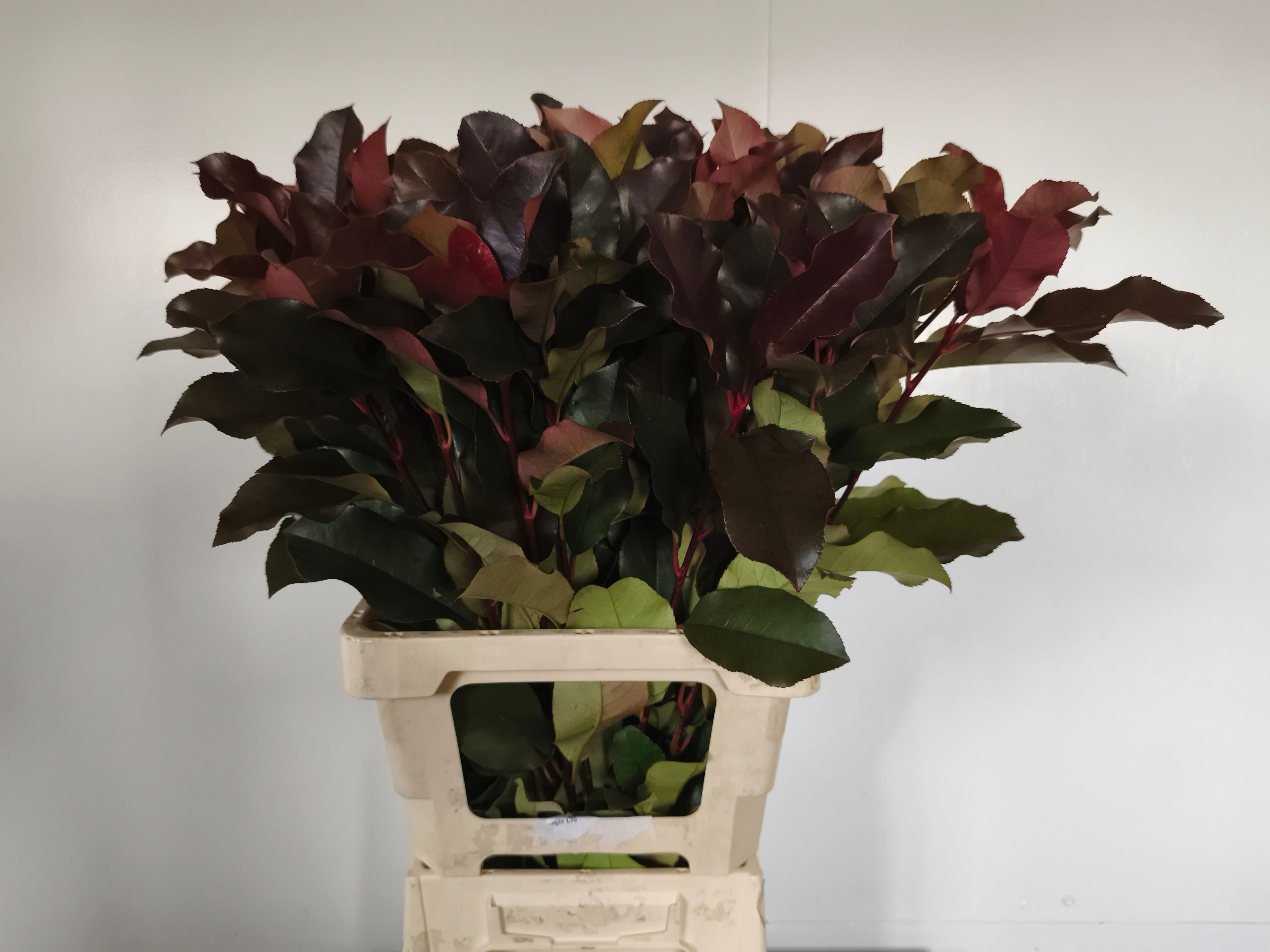 Photinia X F Purpl P 70cm