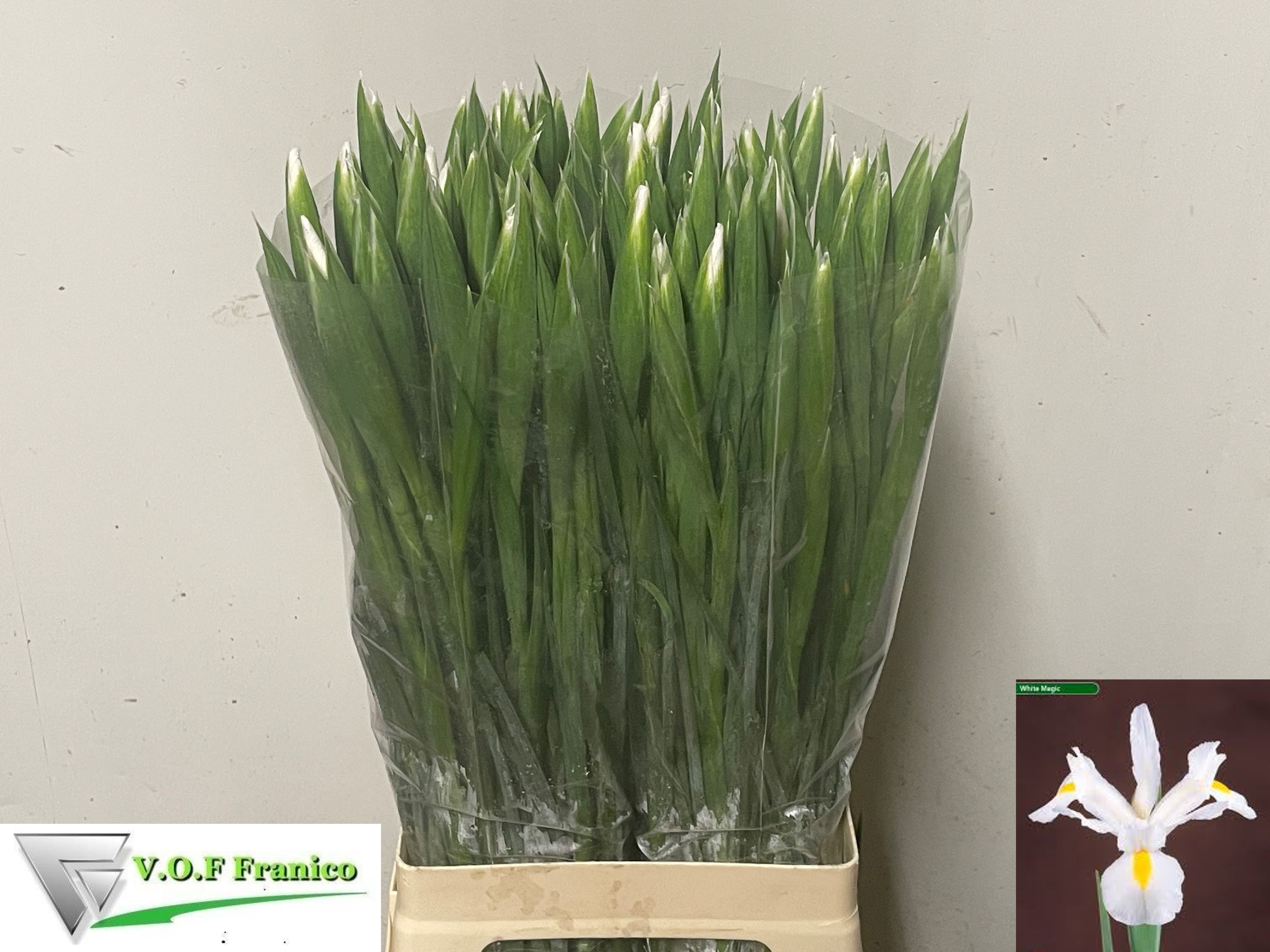 Iris Casablanca 70cm