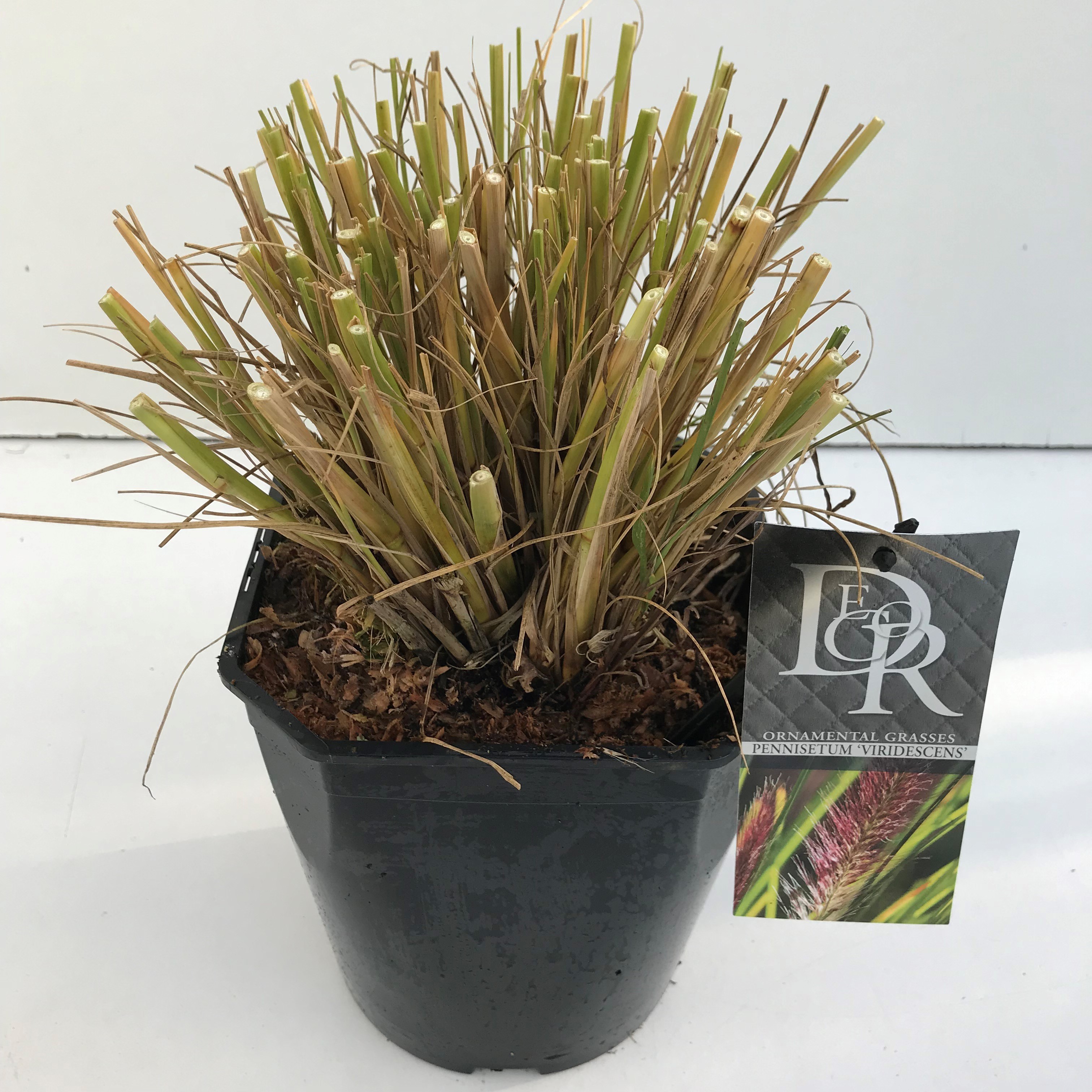 Picture of Pennisetum Viridescens P23 (5 Ltr) SQUARE (LOOSE)