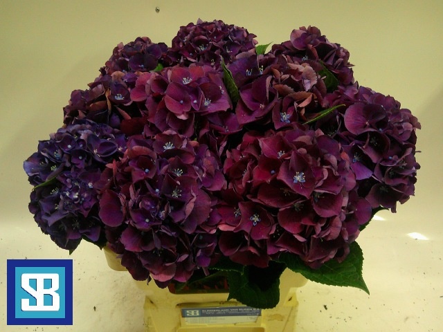 Hydrangea Royal King 60cm 15Ø