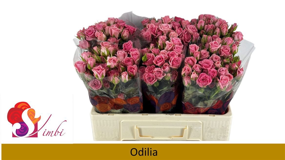Rosa Spray Odilia 50cm