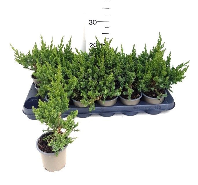 Juniperus chinensis 'San José'