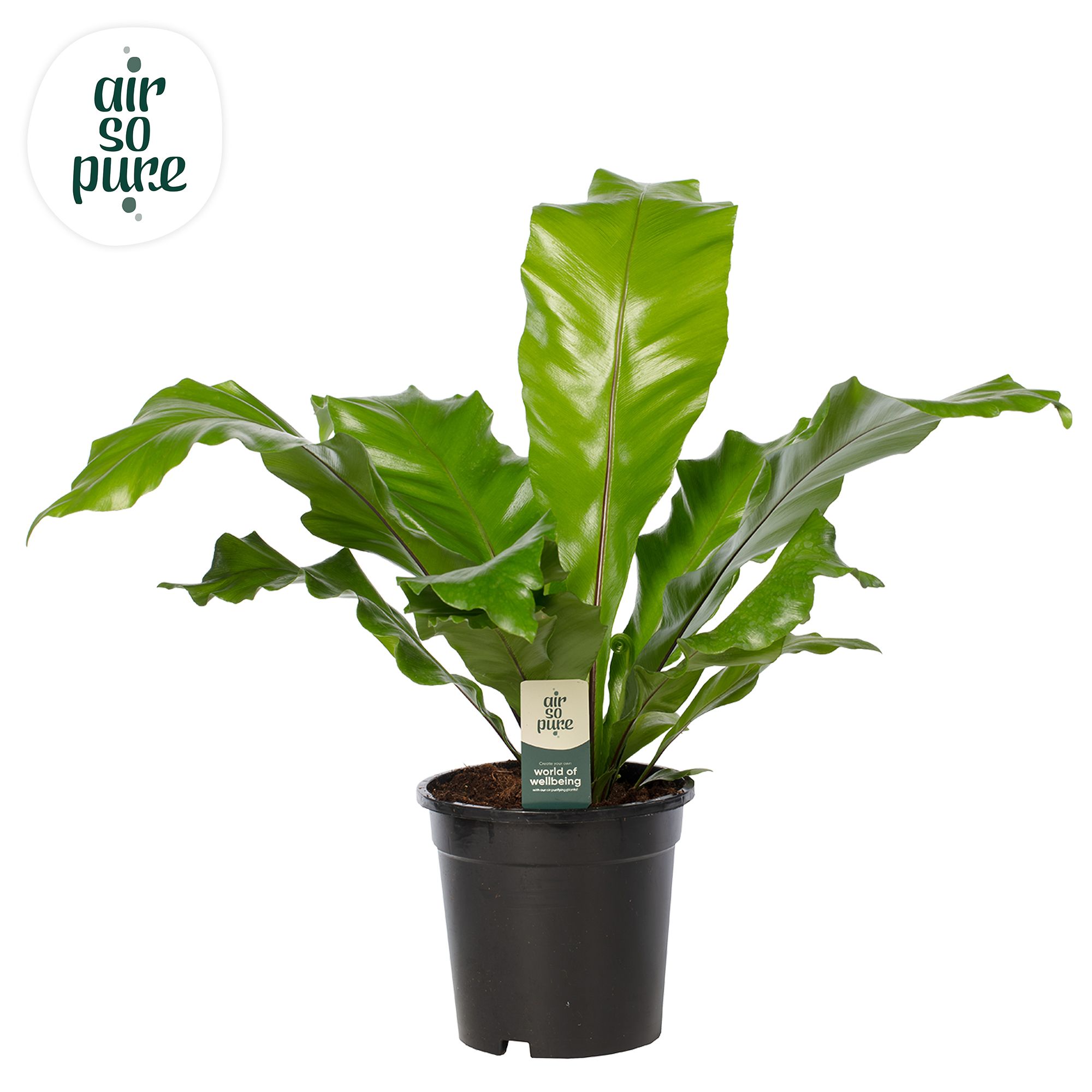 Asplenium nidus - Air So Pure