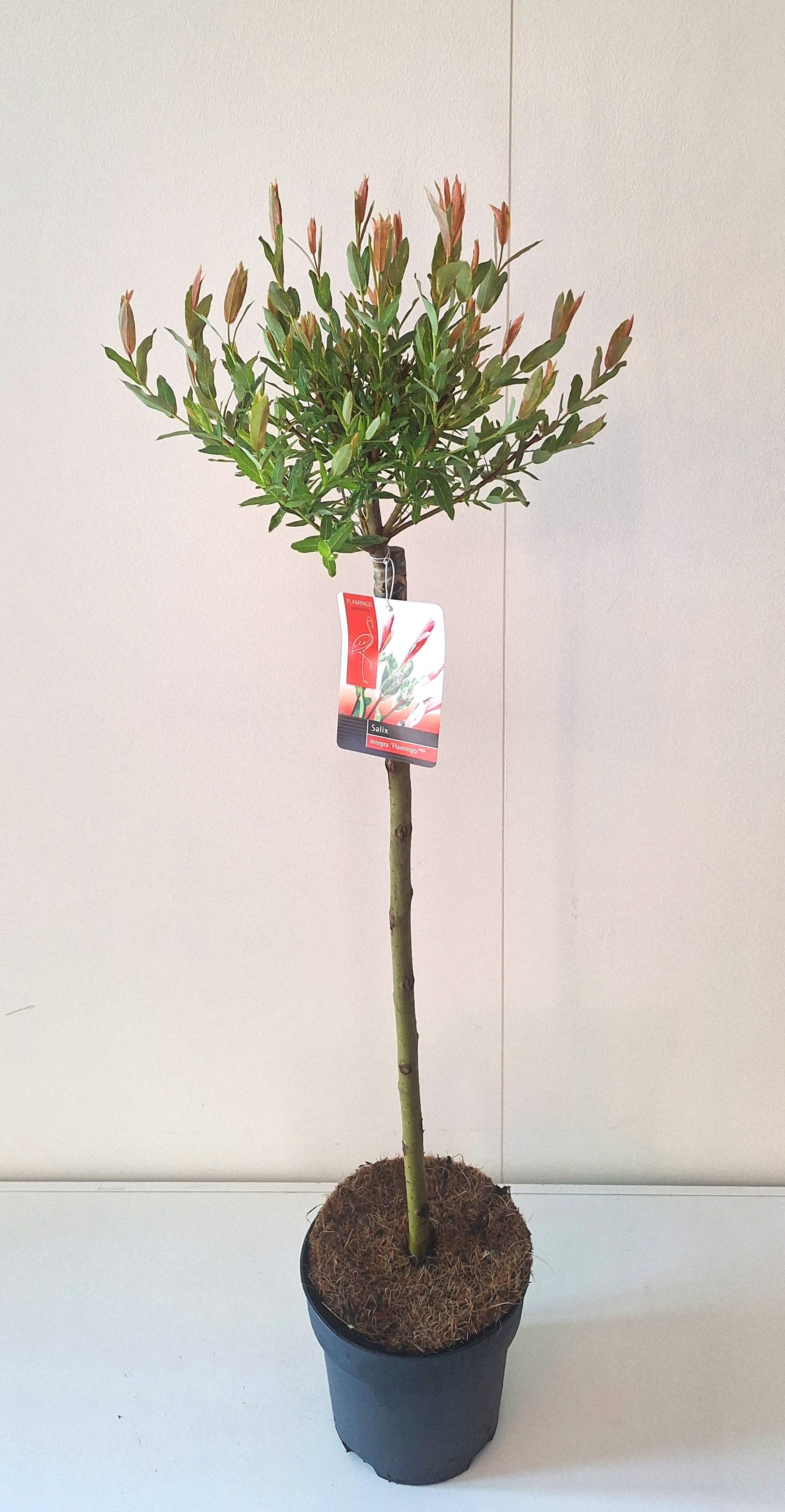 Picture of Salix Flamingo stam 60