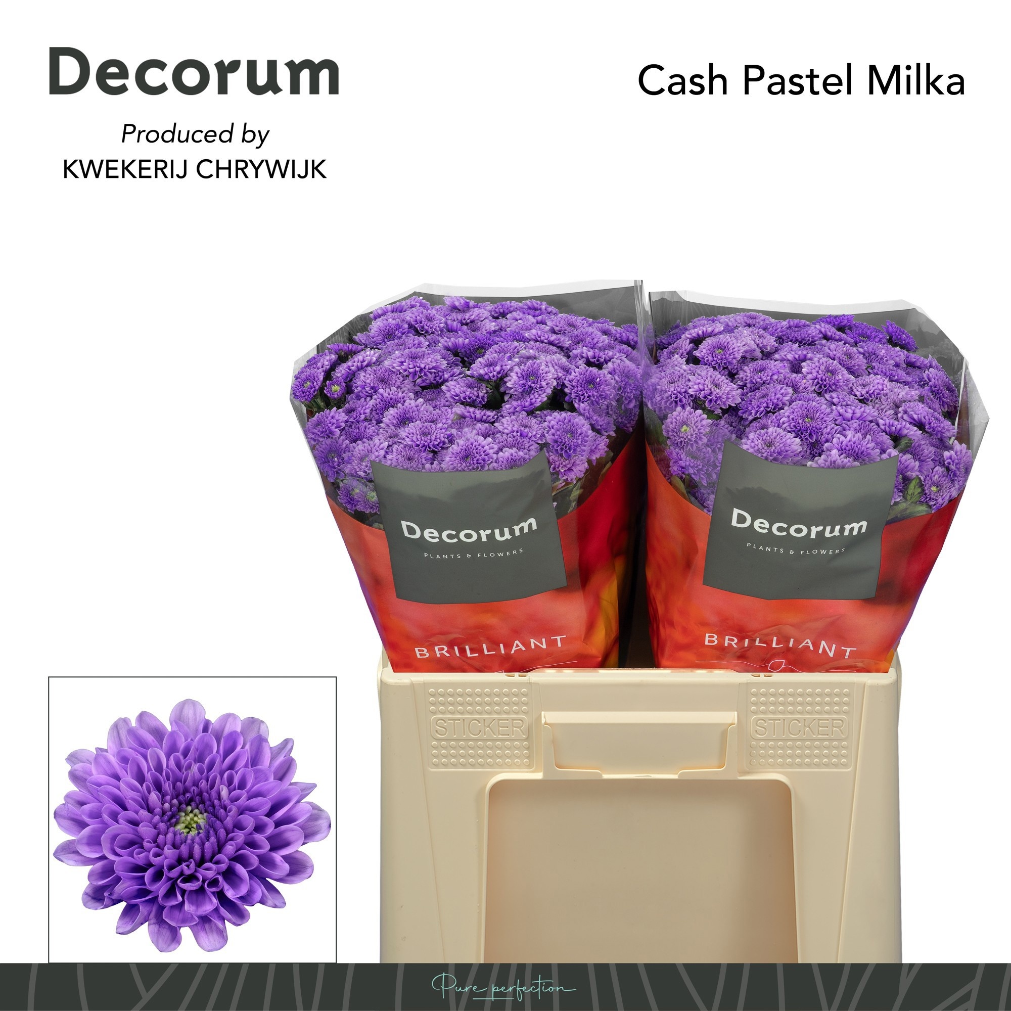 Chrysanthemum Santini Painted 50cm