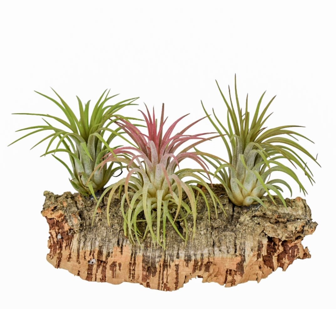 Arr Tillandsia 12P 12H 11bloei