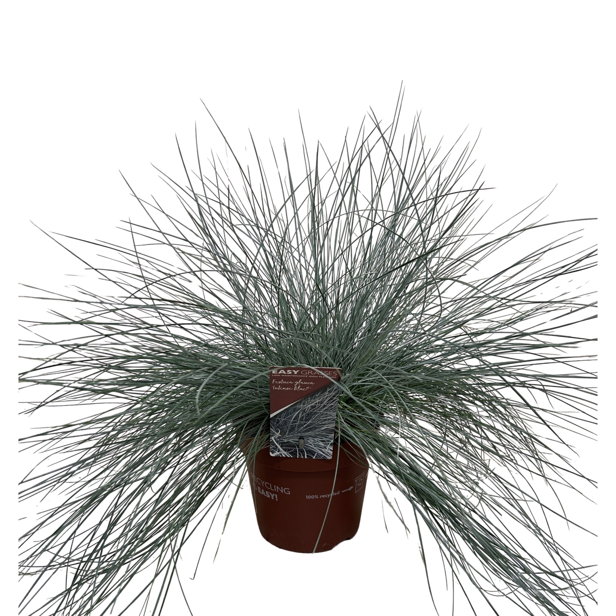 Picture of Festuca glauca Intense Blue®