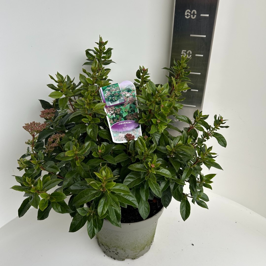 Picture of Viburnum tinus P23 (5 Ltr) (LOOSE)