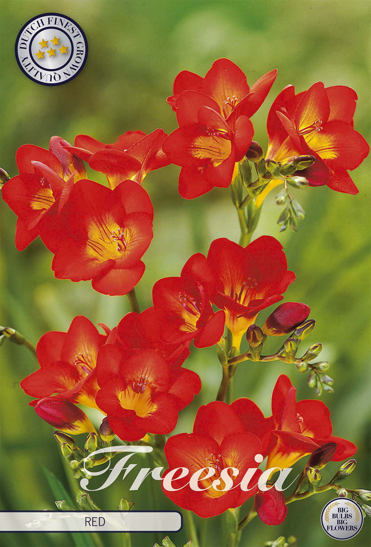 Freesia Single Red x15 5/6