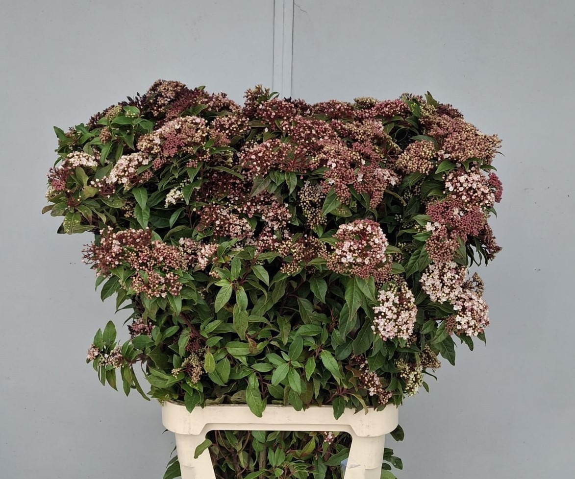 Viburnum T Red Spiri 110cm