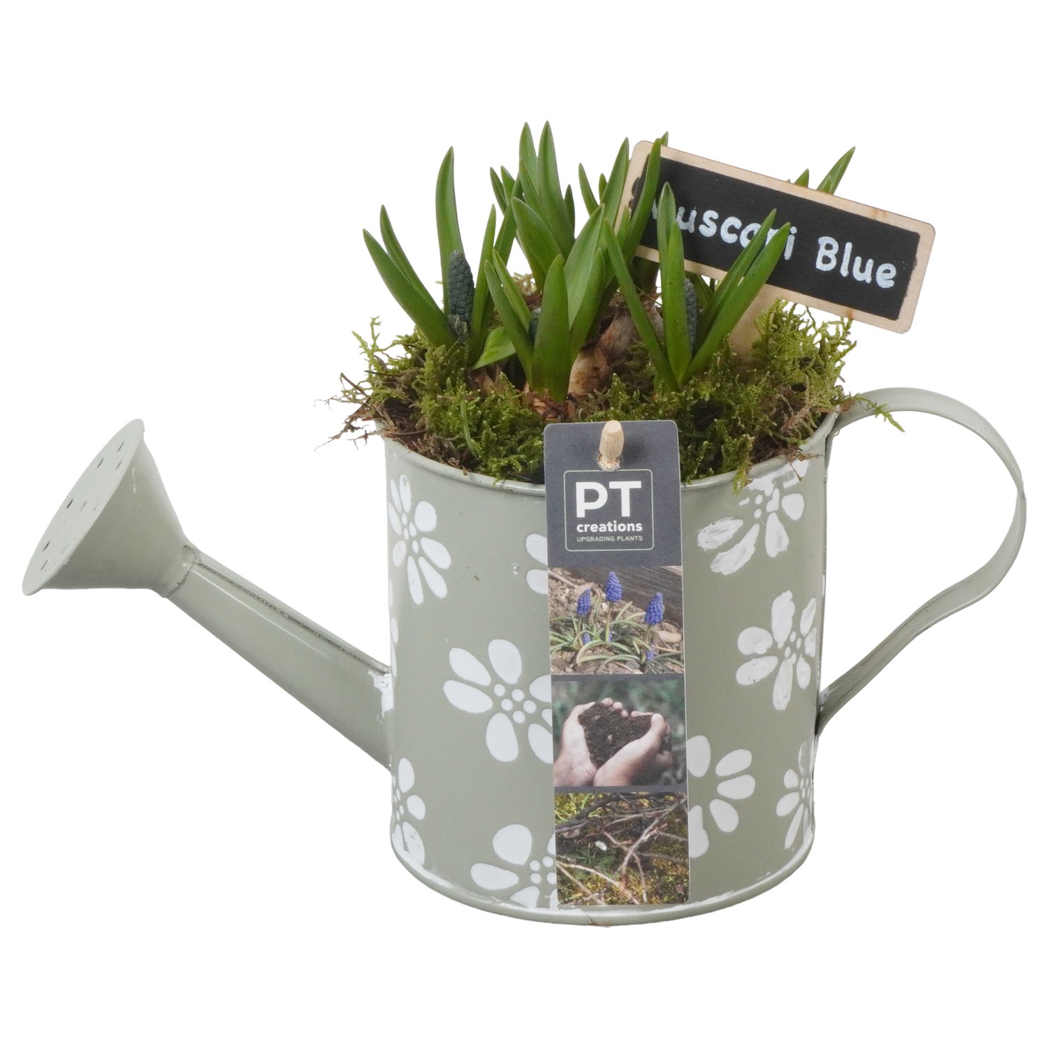 Picture of PTMB1040 Arrangement Muscari in zinc watercan P11 17cm