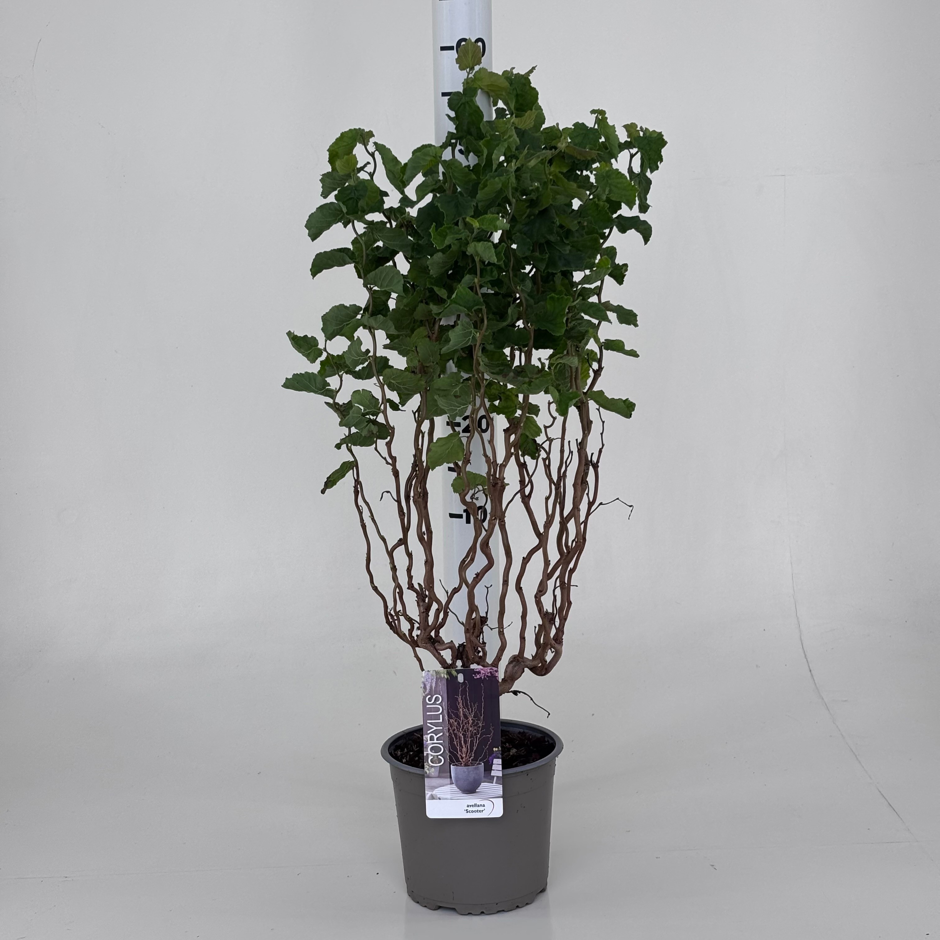 Corylus 'Scooter'
