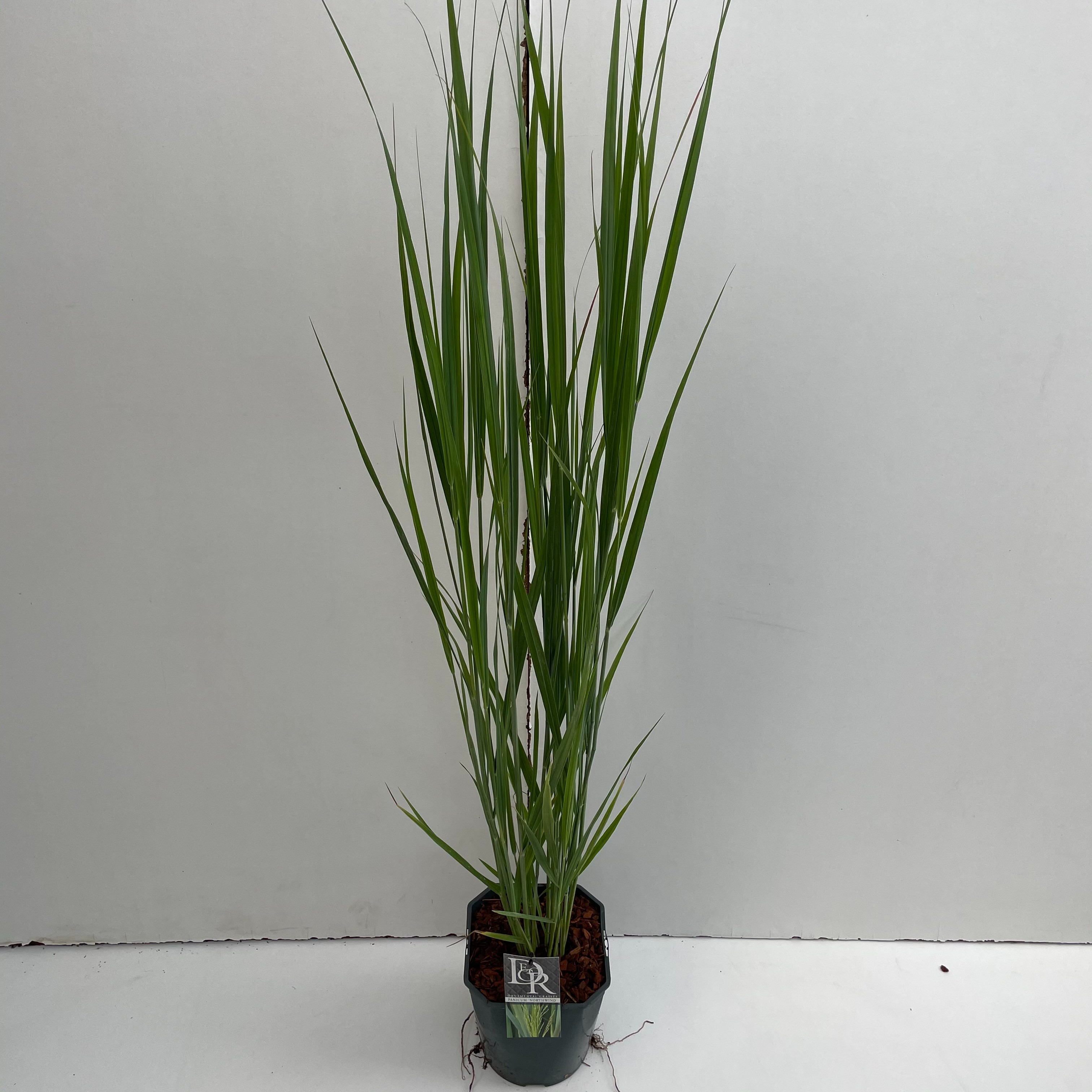 Picture of Panicum Northwind P17 (2 Ltr) Square