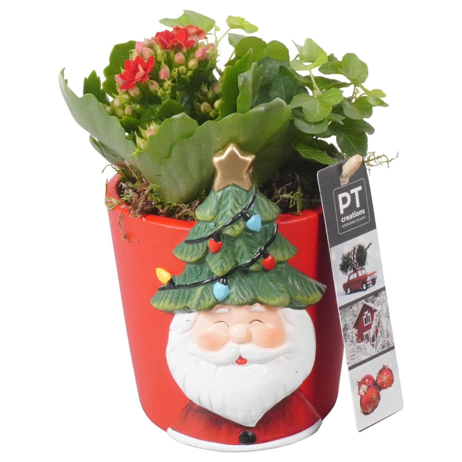 Picture of PTKB9381 Arrangement X-Mas in ceramic pot P12 18cm