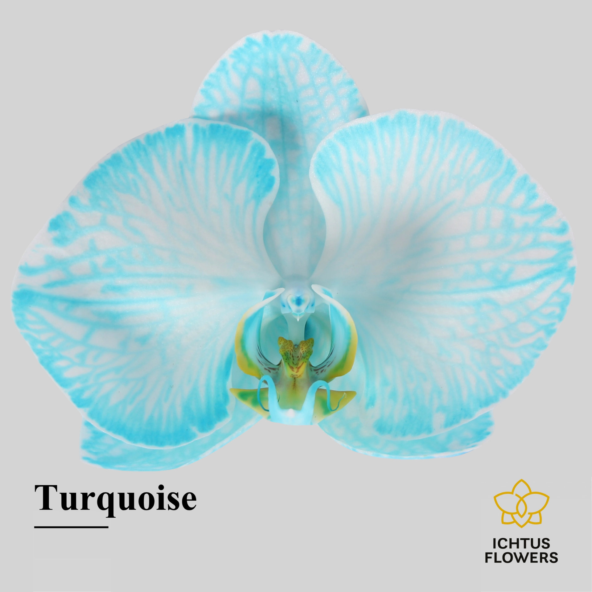 Phal Painted Turquoise Bloem 25 Bloemen