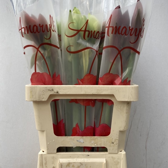 Hippeastrum Mixed 3/4bl