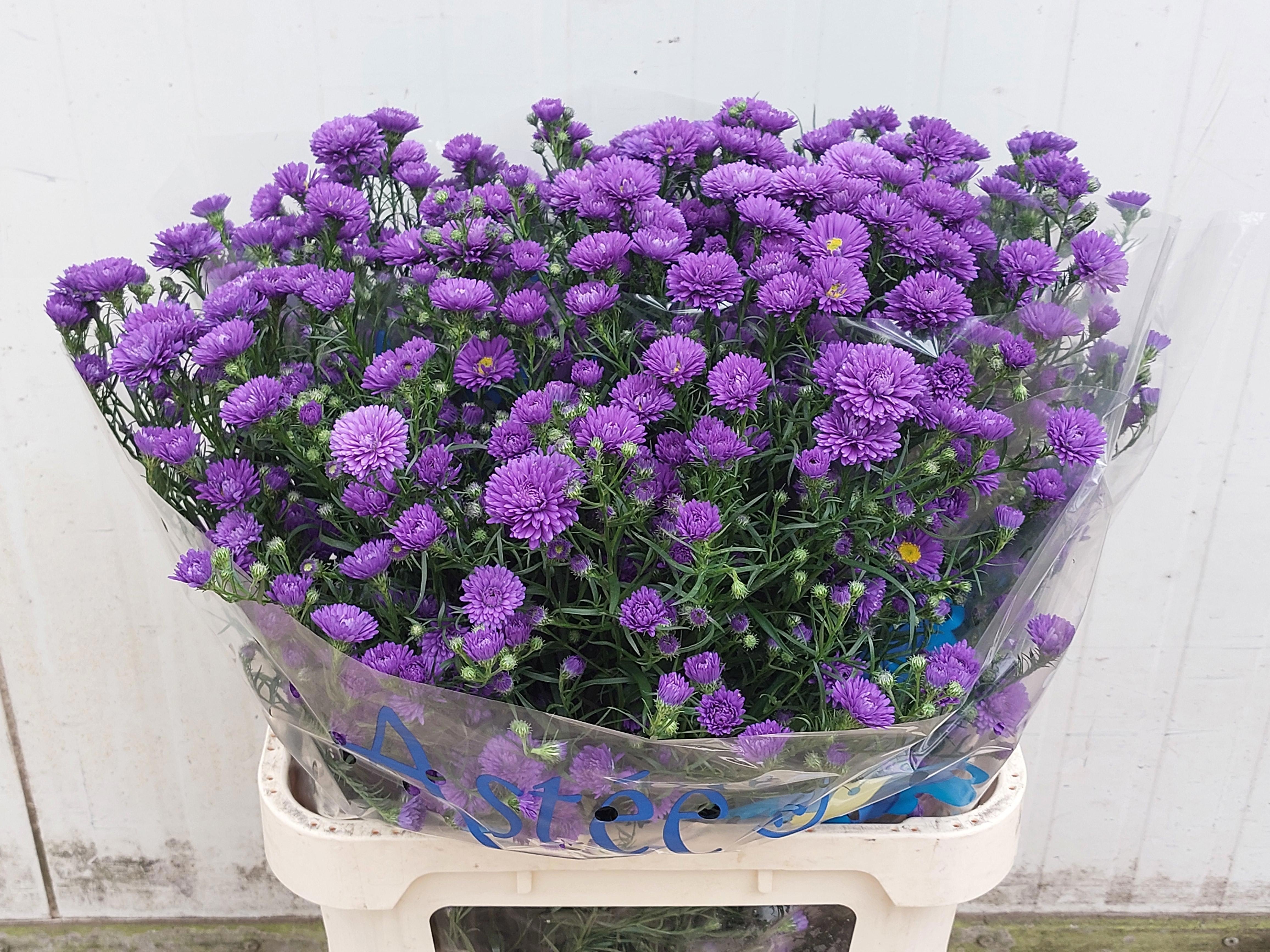 Aster Astee Dark Milka 80cm 30gram