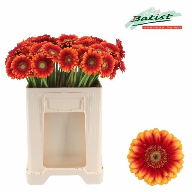 Gerbera Mini Juanita